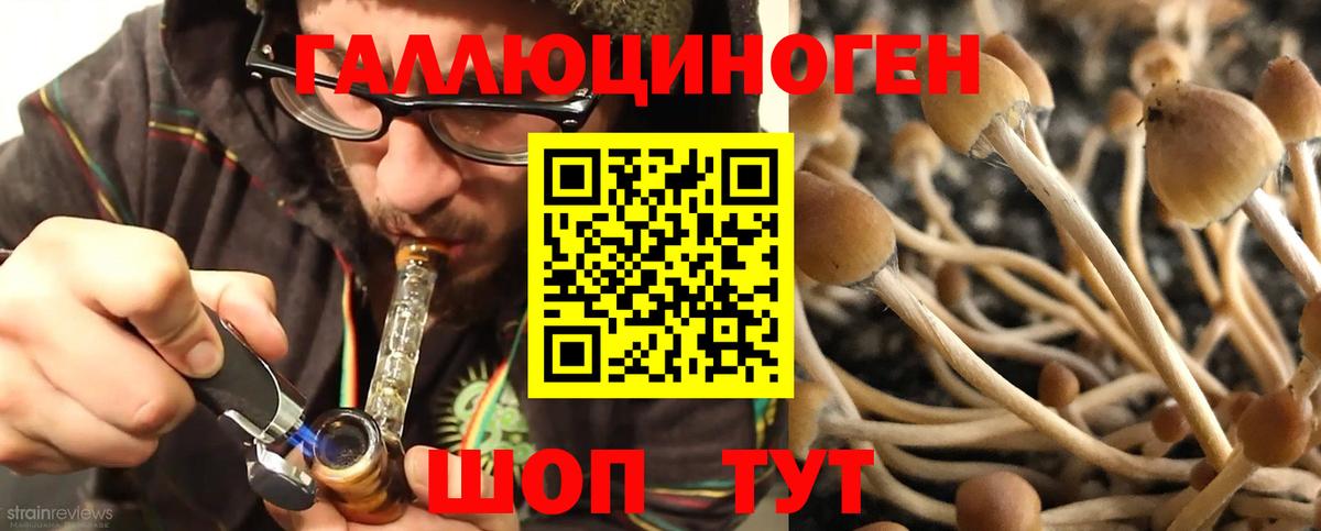 Псилоцибиновые грибы Psilocybe Мурино